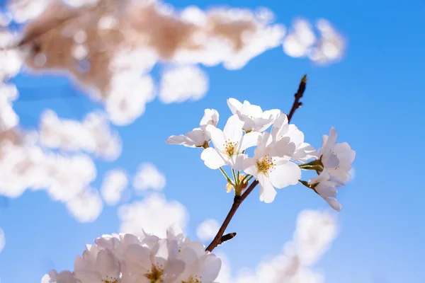 Fiori di ciliegio — Foto Stock