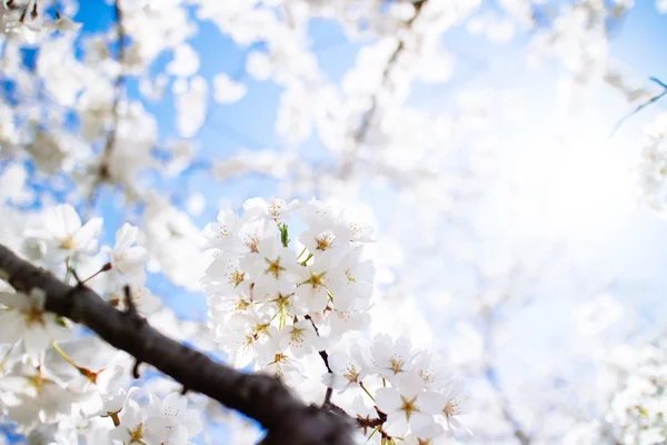 Fiori di ciliegio — Foto Stock