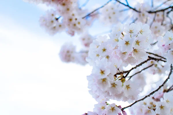 Fiori di ciliegio — Foto Stock