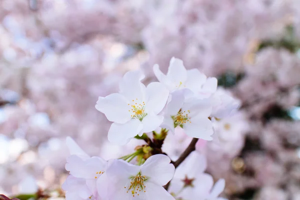 Fiori di ciliegio — Foto Stock