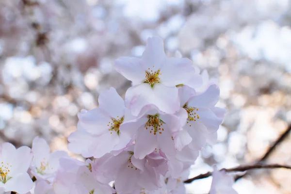 Fiori di ciliegio — Foto Stock