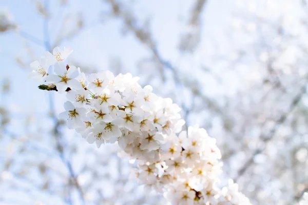 Fiori di ciliegio — Foto Stock