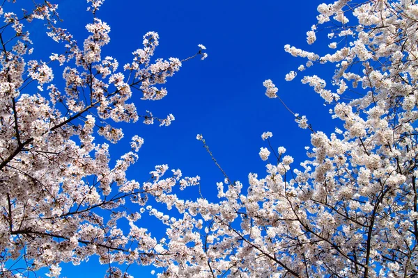 Fiori di ciliegio — Foto Stock