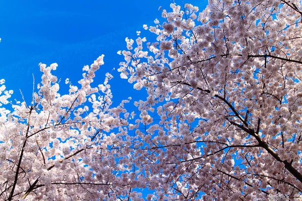 Fiori di ciliegio — Foto Stock