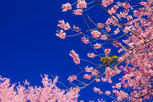 Fiori di ciliegio — Foto Stock