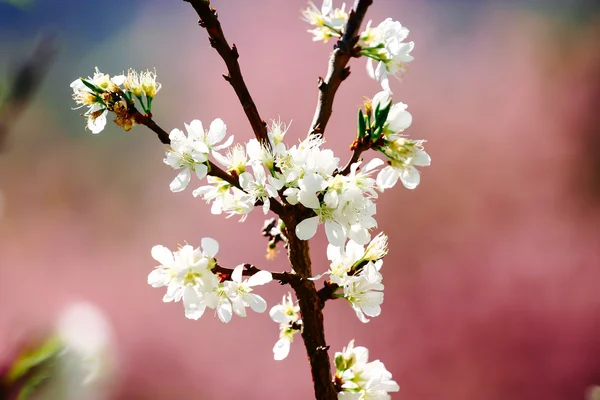 Fiori di ciliegio — Foto Stock