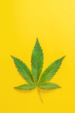 Esrar, esrar, kenevir, renkli arka planda marihuana yaprağı.