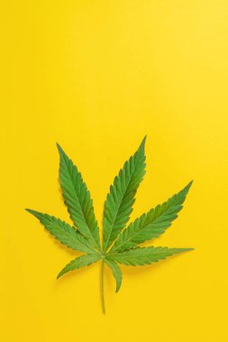 Esrar, esrar, kenevir, renkli arka planda marihuana yaprağı.