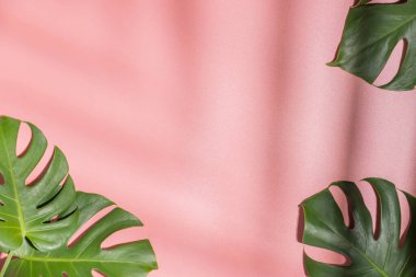 Pembe arka planda canavar yaprakları. Flora duvar kağıdı arkaplanı.