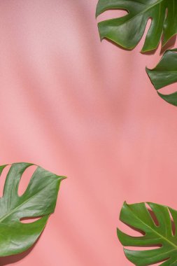 Pembe arka planda canavar yaprakları. Flora duvar kağıdı arkaplanı.