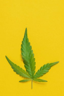 Esrar, esrar, kenevir, renkli arka planda marihuana yaprağı.