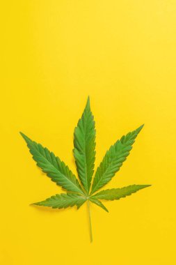 Esrar, esrar, kenevir, renkli arka planda marihuana yaprağı.