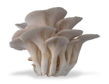 İzole edilmiş istiridye mantarı beyaz arkaplanda kesilmiş..