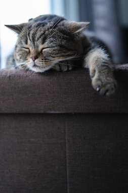 Kedicik, kedicik. Kedimin kanepesinde uyuyor. Mükemmel bir rüya.