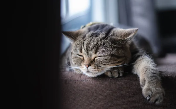 Gato Bonito Pequeno Gato Dormindo Sofá Meu Casa Gato Sonho — Fotografia de Stock