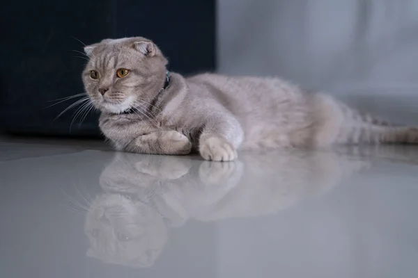 Katze Niedliche Kleine Katze Schläft Auf Sofa Bei Meiner Hauskatze — Stockfoto