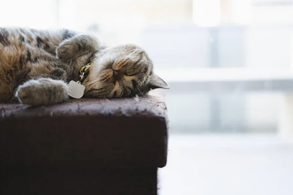 Gato Olhando Dormir Casa Preguiçoso Gato Relaxante — Fotografia de Stock
