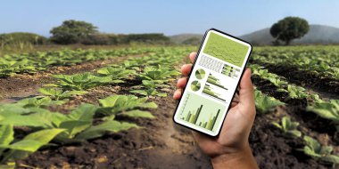 Tarım teknolojisi konsepti adamım. Bir Tablet İnternet kullanan Agronomist