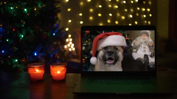 Roztomilý pes v klobouku Santa Clause na videokallu. Vtipný pes. — Stock video