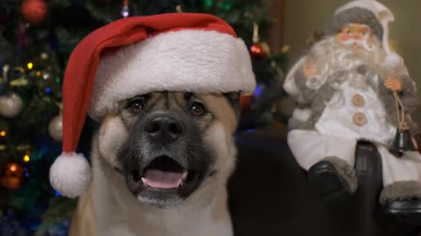 Portret zabawnego psa w kapeluszu Mikołaja i świątecznym swetrze. Zabawna koncepcja Christmas dog — Wideo stockowe