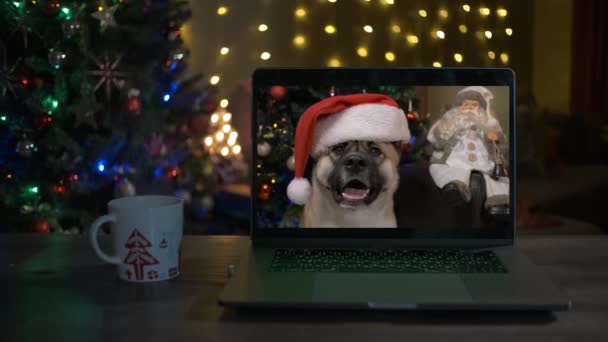 在电视上戴着圣诞老人帽子的可爱的狗。有趣的狗. — 图库视频影像