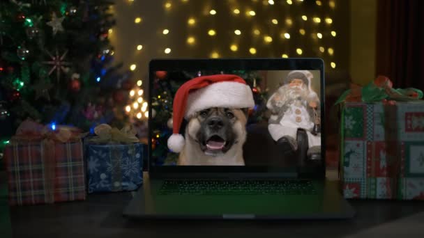 Cane carino in un cappello di Babbo Natale ti augura un buon Natale e un felice anno nuovo. Cane divertente. — Video Stock