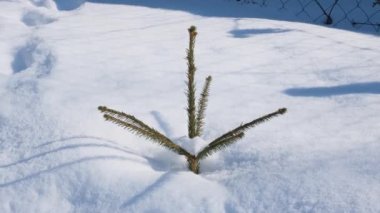 Kışın karda küçük bir Noel ağacı.