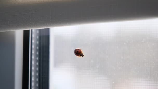 Ladybug on the window inside the house. — Stock Video