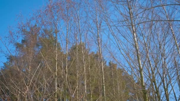 Árvores finas na floresta no inverno. — Vídeo de Stock