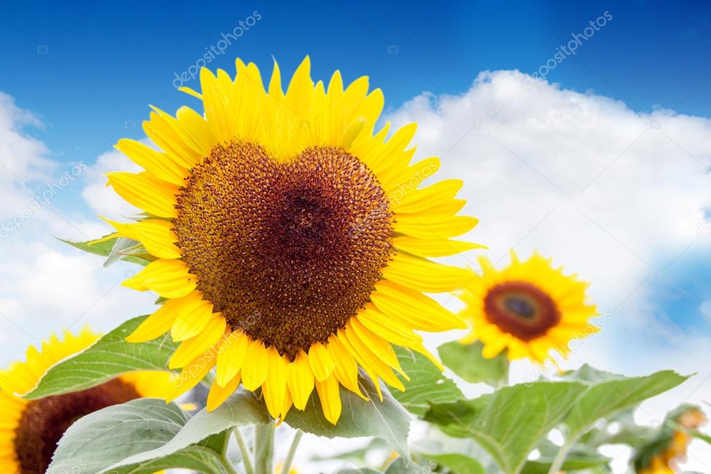 The heart of the sun - A heart shaped sunflower against a bright blue sky