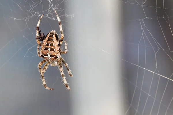 Spider spinning - a magnificent cross spider in its web — Stock Photo, Image