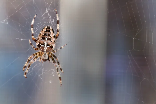 Spider spinning - a magnificent cross spider in its web — Stock Photo, Image