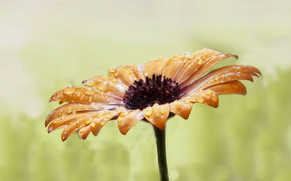 Wets an orange daisy with water droplets - bloom after rain — Stock Photo, Image
