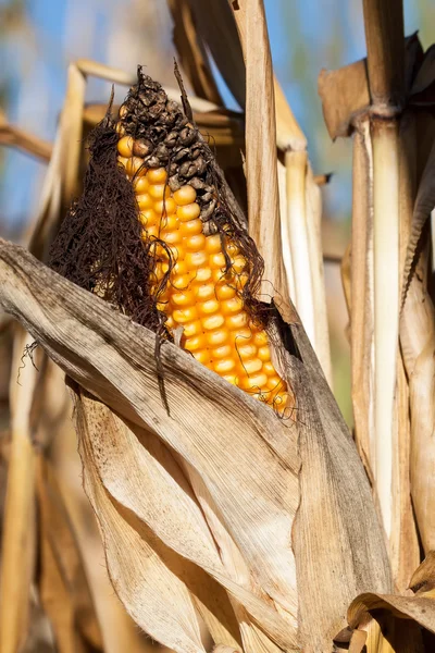 Maïskolven in de avondzon - overrijpe maïs na lange droogte — Stockfoto