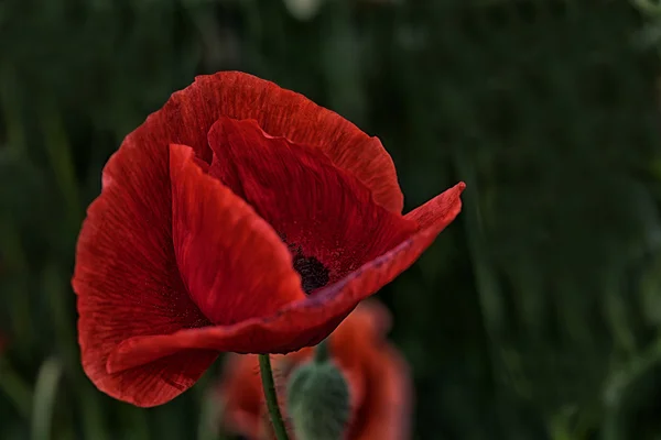 Red Beauty - a single flower of the poppy — Stock Photo, Image