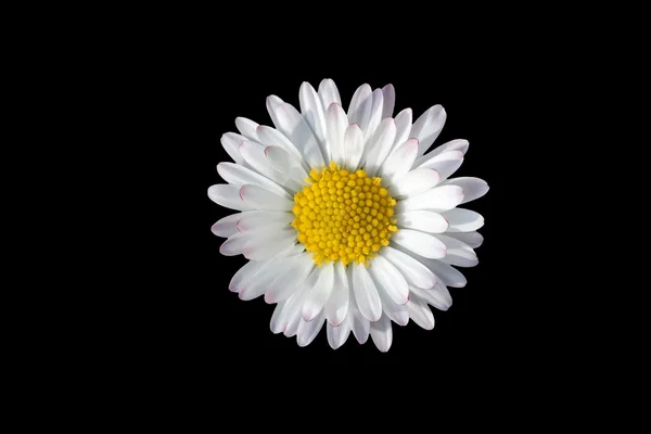 Bright daisies - macro of a freshly bloomed daisy — Stock Photo, Image