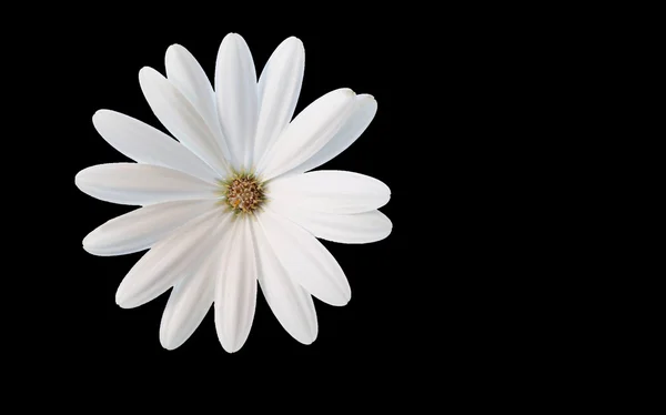 A white flower dream - Cropped white daisy on black background — Stock Photo, Image