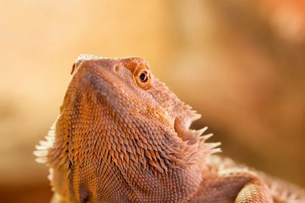 Egy szakállas sárkány - hüllők átható pillantást portréja — Stock Fotó