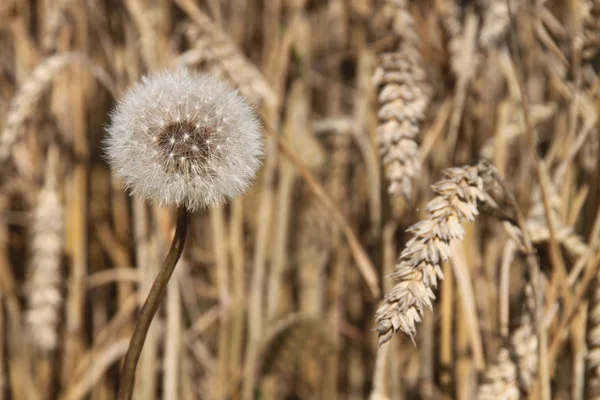 Karahindiba buğday alan karşı — Stok fotoğraf