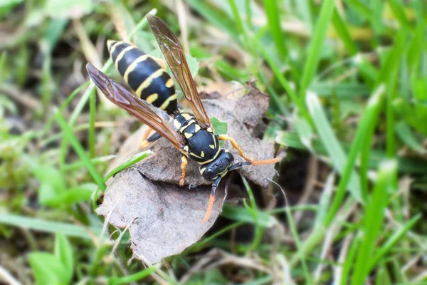 Wasp foraging — Stock Photo, Image