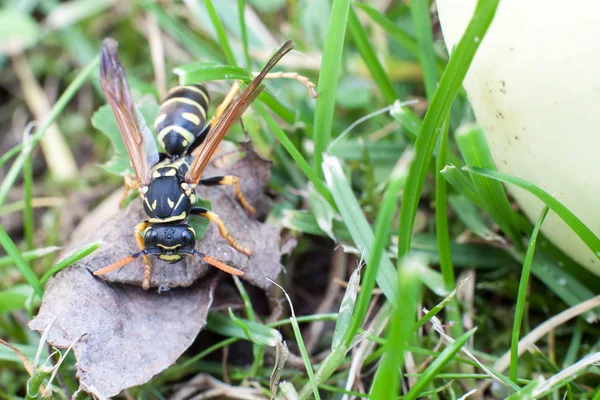 Wasp foraging — Stock Photo, Image