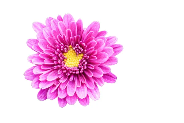 Purple chrysanthemum — Stock Photo, Image