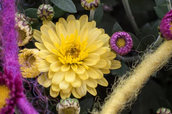 Chrysanthemums as decoration — Stock Photo, Image