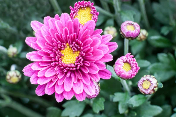 Chrysanthemums awaken — Stock Photo, Image