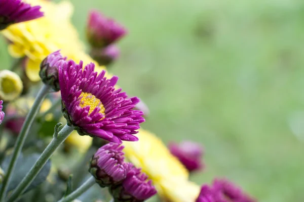 Chrysanthemums at the Blooming — Stock Photo, Image