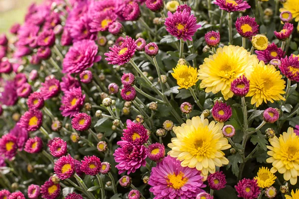 A composition in purple and yellow — Stock Photo, Image