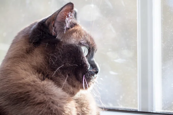 özenli kediattente kat