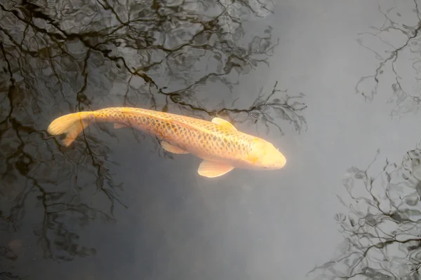 Koi solitário — Fotografia de Stock