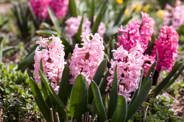 Signs of spring — Stock Photo, Image