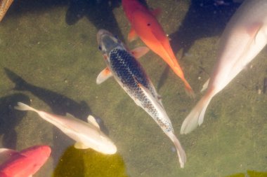 Kois doğrudan doğruya--dan üst